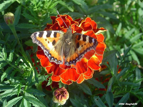 motylek - rusałka pokrzywnik