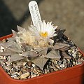 Ariocarpus furfuraceus #AriocarpusFurfuraceus