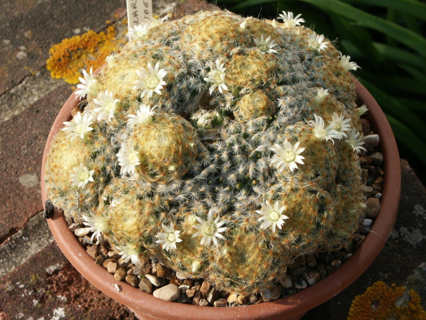 Mammillaria schiedeana