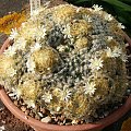 Mammillaria schiedeana