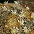 Mammillaria schiedeana