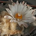 Ariocarpus furfuraceus #AriocarpusFurfuraceus