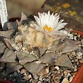 Ariocarpus furfuraceus #AriocarpusFurfuraceus