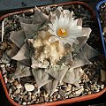 Ariocarpus furfuraceus #AriocarpusFurfuraceus