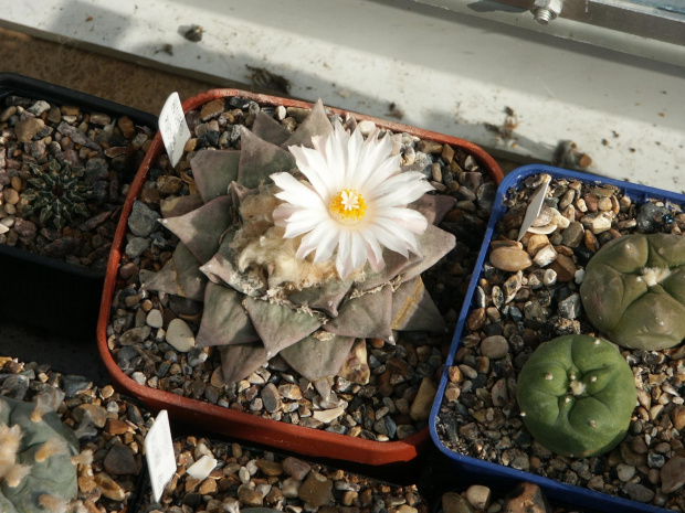 Ariocarpus furfuraceus