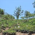 Na plantacji herbaty