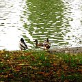 #woda #przyroda #park #staw #ptaki #kaczki #zwierzęta