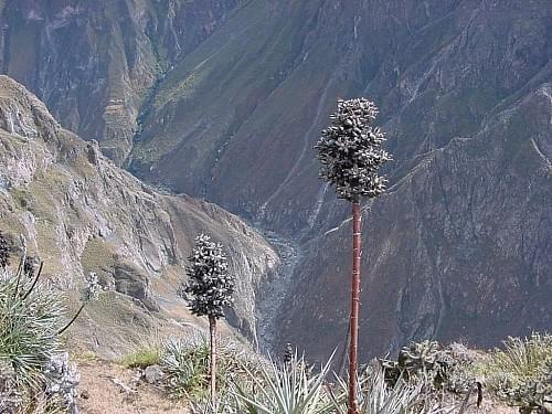 W dole rzeka Colca, Peru