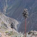 W dole rzeka Colca, Peru