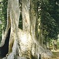 Almond tree, Ogród botaniczny Peradeniya w Kandy