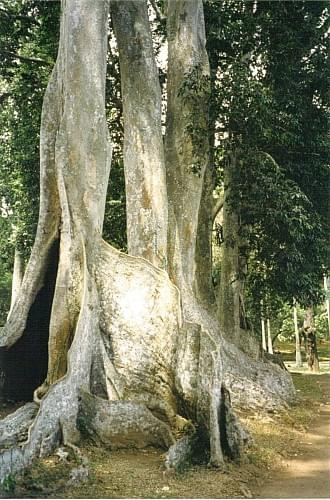 Almond tree, Ogród botaniczny Peradeniya w Kandy