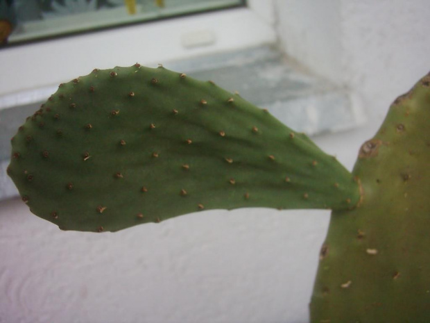 opuntia