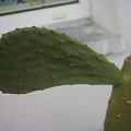 opuntia