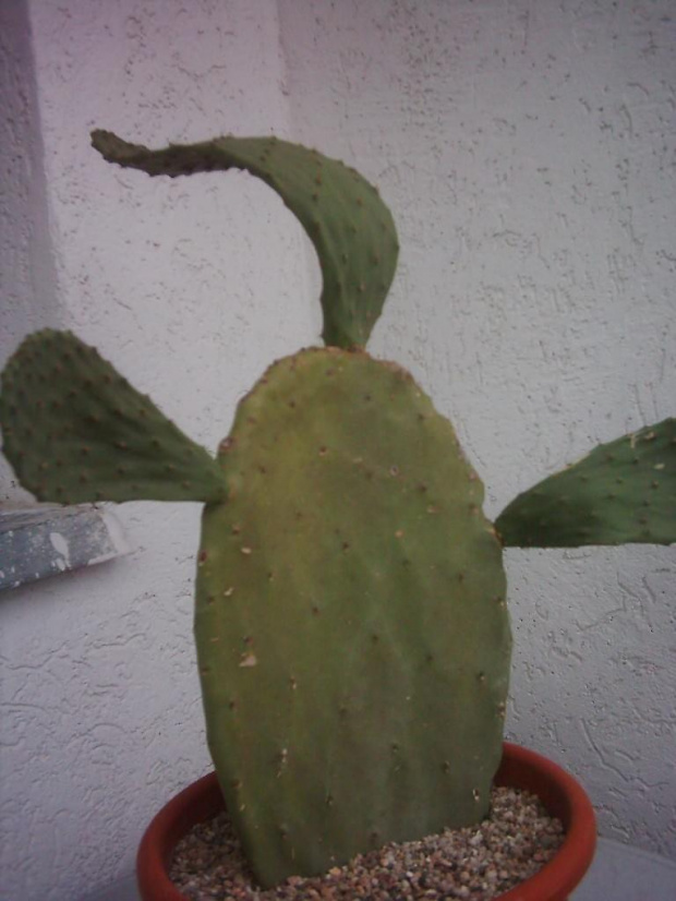 opuntia