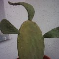 opuntia