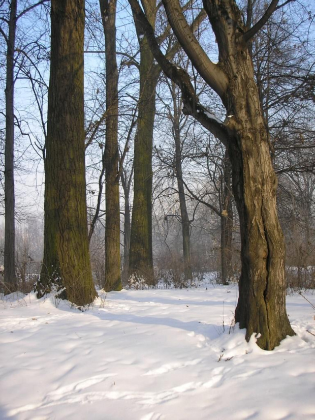 Park Skaryszewski w Warszawie w puchowej szacie