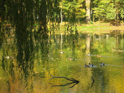 Jesień w Guzowie-pazdziernik2006