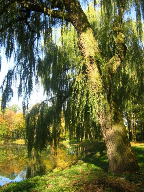 Jesień w Guzowie-pazdziernik2006