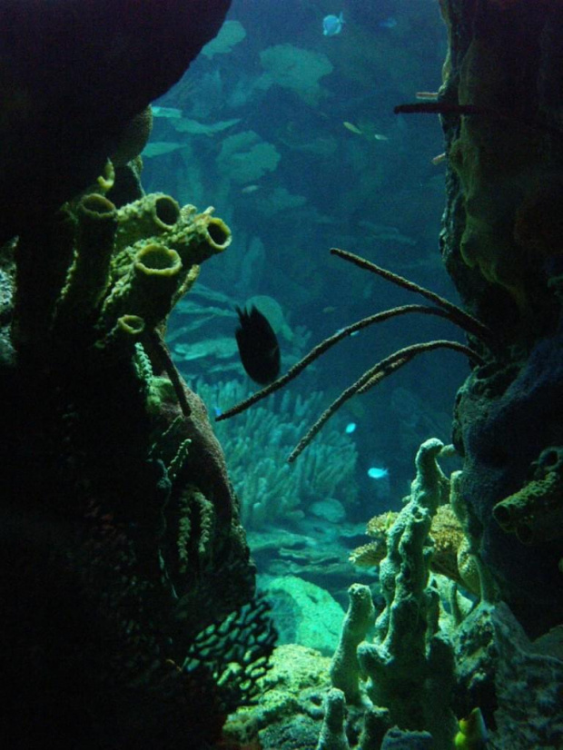 oceanarium