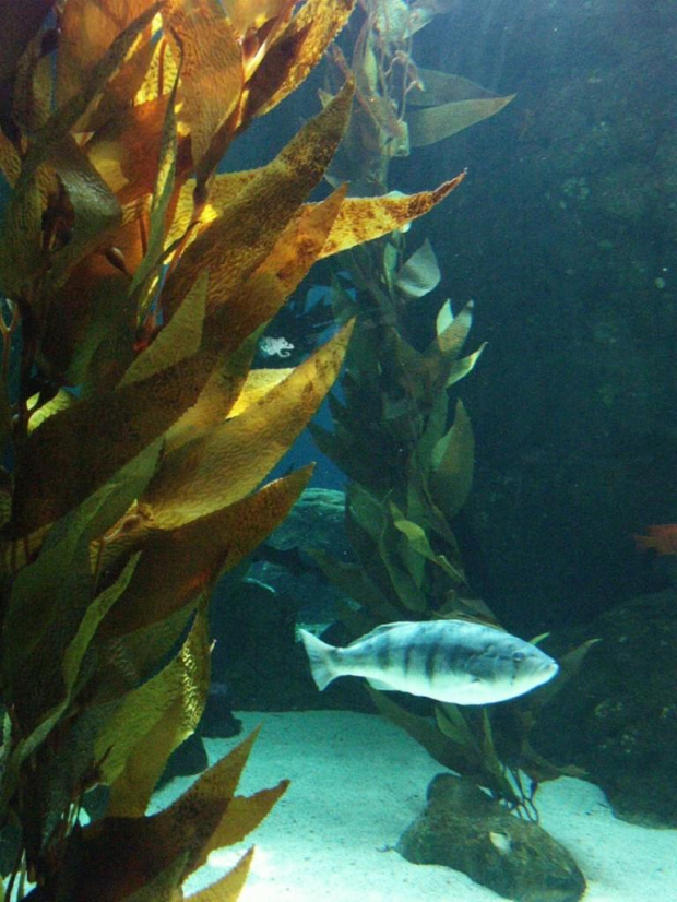 oceanarium