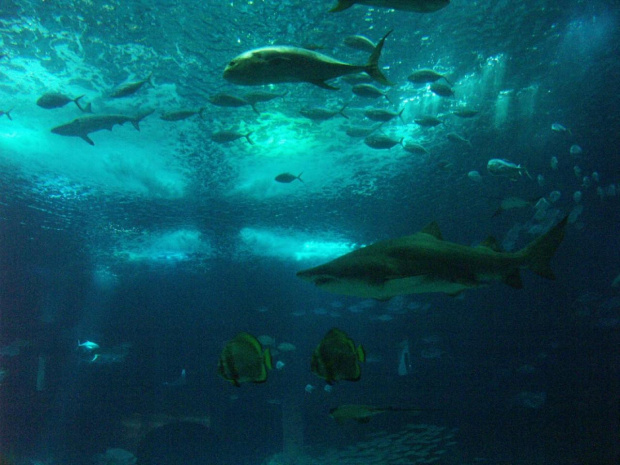 oceanarium