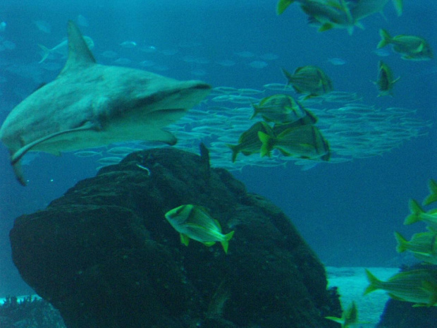 oceanarium