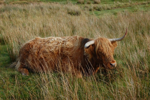 Island of Skye Szkocja #IslandOfSkye #Szkocja #krowa #zwierzeta