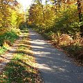 Ścieżka rowerowa do Zakładów Azotowych #las #jesień #ścieżka #droga #Azoty #Puławy