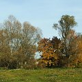 Nad Wieprzem #drzewa #jesień