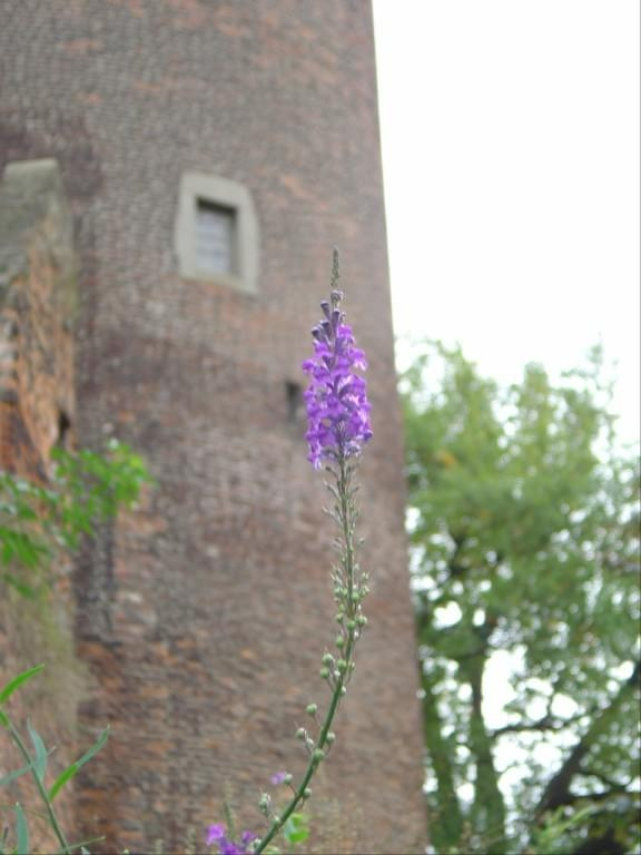 #Zamek #Linn #Niemcy #Muzeum #Burg