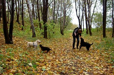 westerplatte-tylko labradory szczesliwe przy takiej pogodzie gdzie ustać nie można! #Westerplatte #sztorm #NadMorzem #jesień