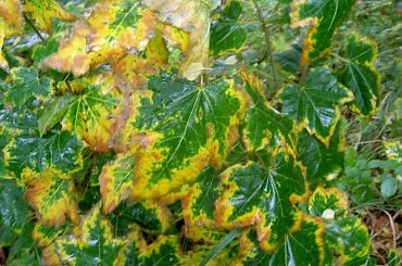 Westerplatte-niesamowite kolory ale przy tym wietrze nie chca się zatrzymać #Westerplatte #sztorm #NadMorzem #jesień