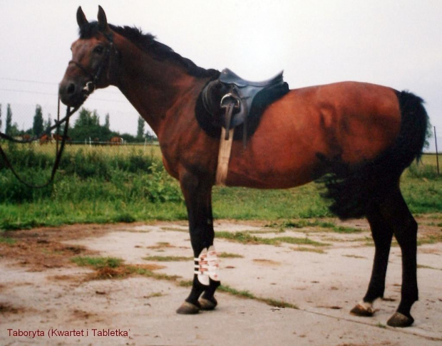 Ogier Taboryta (Kwartet,Tabletka), młp, hod. Janów Podl. Zdjęcie ze zdjęcia analogowego robionego w 2000r