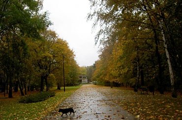 Westerplatte-jesienny trakt w strugach deszczu #Westerplatte #jesień #NadMorzem #park