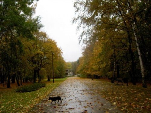Westerplatte-jesienny trakt w strugach deszczu #Westerplatte #jesień #NadMorzem #park