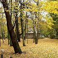 Westrplatte-dywan z lisci,cudownosci! #jesień #Westerplatte #widok #park