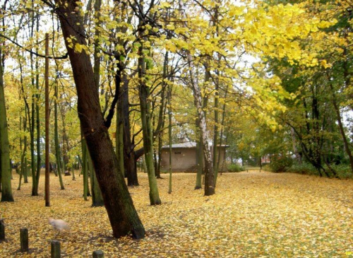 Westrplatte-dywan z lisci,cudownosci! #jesień #Westerplatte #widok #park