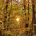 Kolorowo #Jesień #Las #Liście #Słońce
