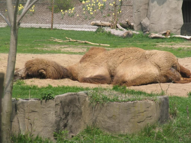 Brooklin ZOO