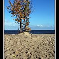 #plaża #morze #drzewa #jesień