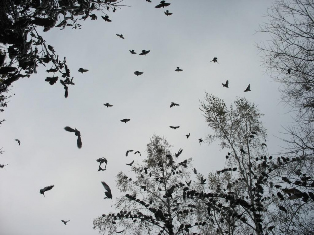 #gołębie #kaczki #drzewa #park #olsztyn #snieg #jesień