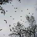 #gołębie #kaczki #drzewa #park #olsztyn #snieg #jesień