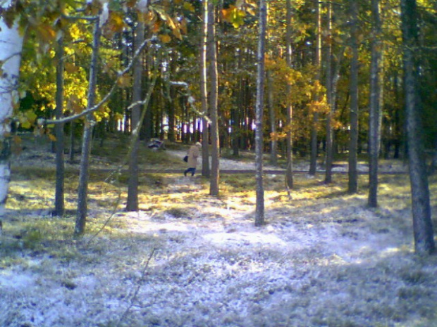 Fotka wykonana pseudoaparatem foto czyli telefonem kom.Samsung