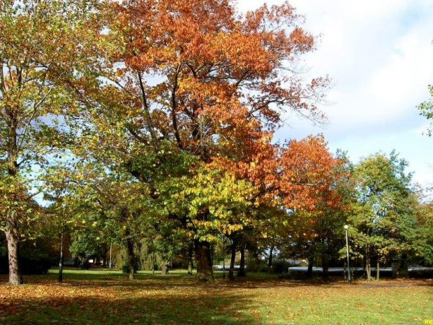 Gdańsk-park miejski #park #jesień #widok #drzewa #przyroda