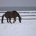 Jowiszek się padokuje :-)