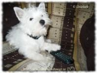 urwisek westie