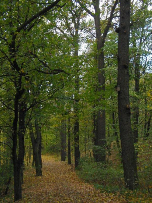 jesień w parku na Rybakach #park #drzewa