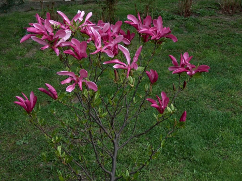 Magnolia wczesną wiosną