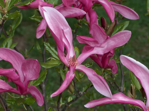 Kwiaty magnolii z bliska