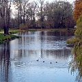 jesień w parku na Rybakach #park #drzewa